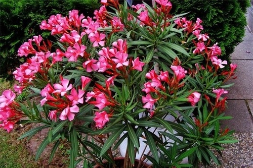 Cây Trúc Đào - Ý nghĩa, cách trồng và chăm sóc cây ra hoa đẹp - 1 - kythuatcanhtac.com