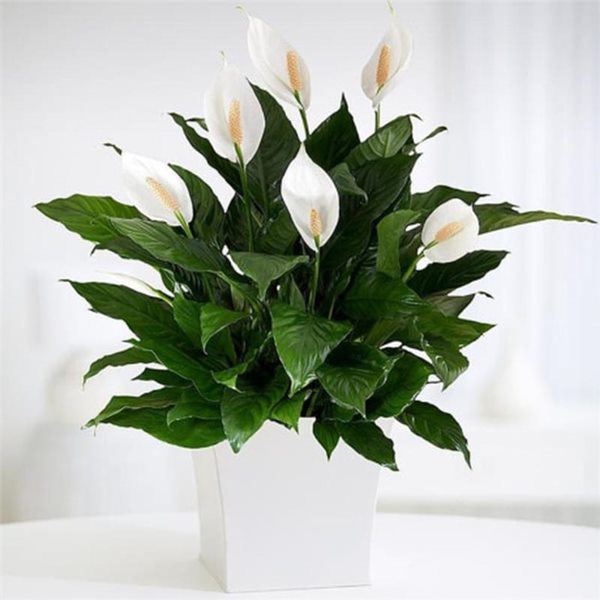 5 loại hoa nở đẹp lại dễ trồng, để trong bóng râm lâu ngày vẫn phát triển tốt - 3 - kythuatcanhtac.com