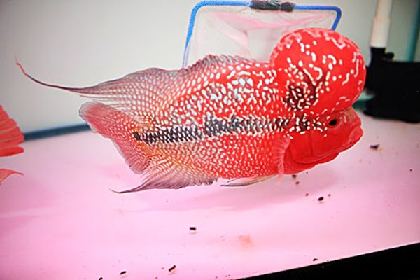 Cá La Hán: Nguồn gốc, đặc điểm, các loại đẹp và cách nuôi - 1 - kythuatcanhtac.com