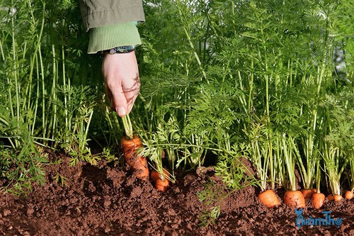 Gợi ý một số loại rau củ ngon có thể gieo trồng vào tháng 7 - kythuatcanhtac.com