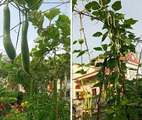 Mẹ Hải Phòng làm ròng rọc tời đất lên sân thượng trồng cà chua, quả kết từng chùm trĩu giàn - 8 - kythuatcanhtac.com