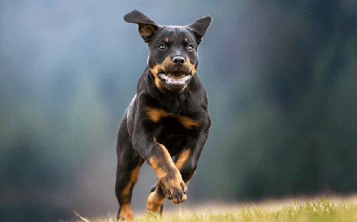 Chó Rottweiler - Hướng dẫn mua và cách nuôi Chó Rottweiler A-Z 19 - kythuatcanhtac.com