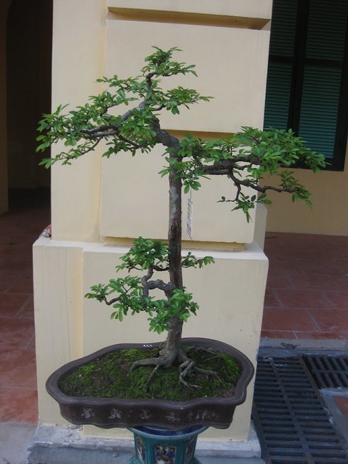 10 Cây cảnh bonsai đẹp nhất và cách chăm sóc cây bonsai đúng kỹ thuật - 17 - kythuatcanhtac.com
