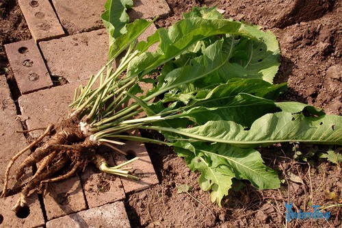 Cách trồng củ cải ngựa bằng hạt giống - kythuatcanhtac.com