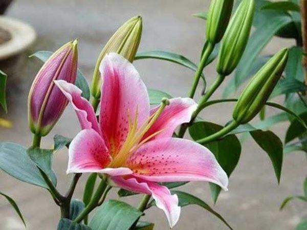 Những loại hoa cực đẹp nhưng phải cẩn thận, nhất là nhà có con nhỏ không nên cắm - 3 - kythuatcanhtac.com
