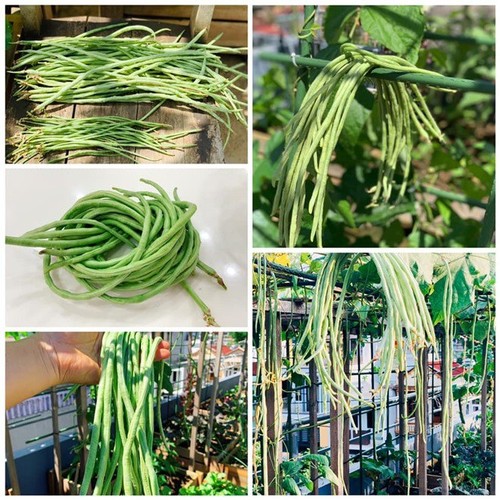 Mẹ Tây Bắc hé lộ cách làm sân thượng trồng cả trăm loại rau, hiếm khi phải ra chợ mua - 30 - kythuatcanhtac.com