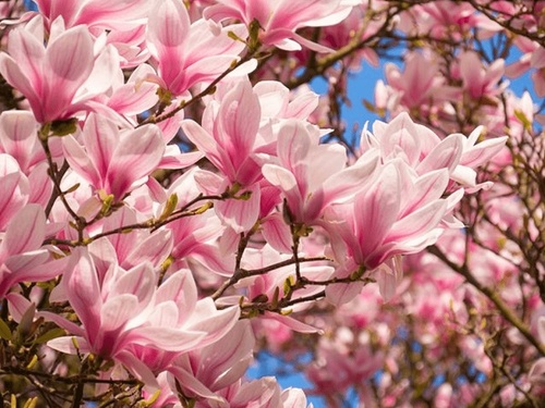 Cây Hoa Mộc Lan - Ý nghĩa và cách trồng giúp hoa nở đẹp - 1 - kythuatcanhtac.com