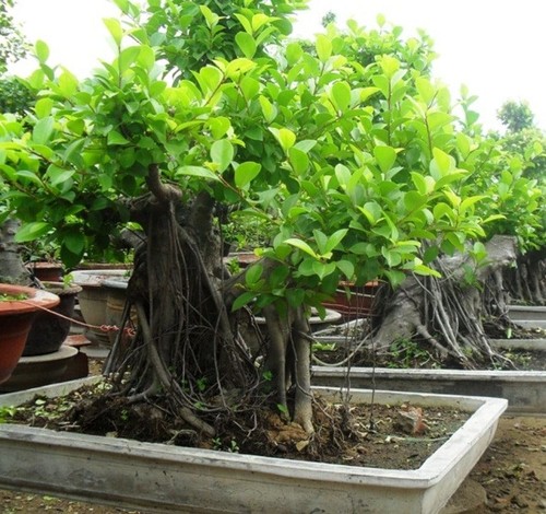 Cây Gừa - Đặc điểm, công dụng, cách trồng và chăm sóc 13 - kythuatcanhtac.com