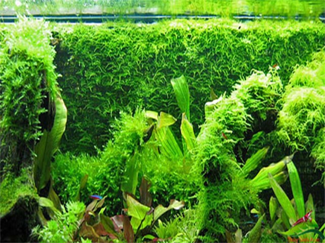 Cách trồng rêu trong hồ thủy sinh - kythuatcanhtac.com