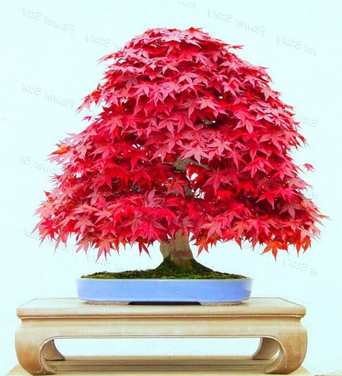 10 Cây cảnh bonsai đẹp nhất và cách chăm sóc cây bonsai đúng kỹ thuật - 8 - kythuatcanhtac.com