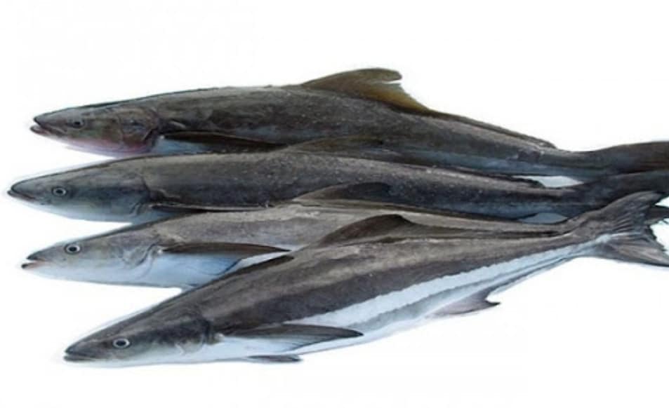 Cá Giò - Đặc điểm, môi trường sống của Cá Giò 8 - kythuatcanhtac.com