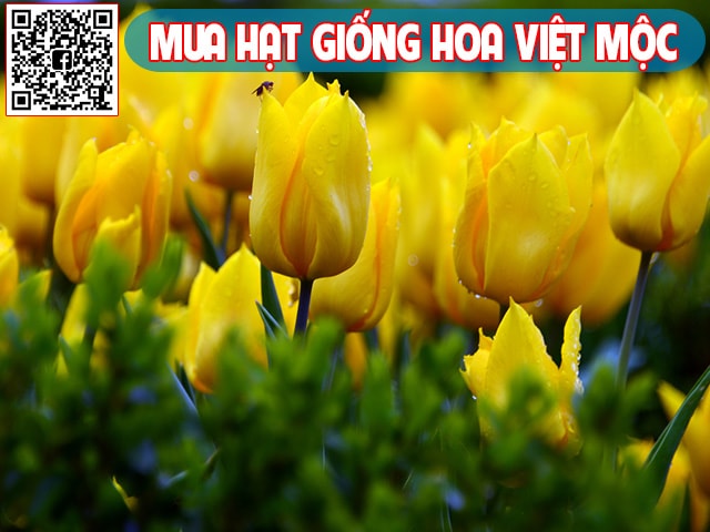 Hình ảnh hoa tulip vàng - kythuatcanhtac.com