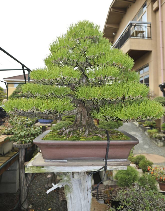 Cây thông đen Bonsai – Vua của bonsai Nhật Bản 6 - kythuatcanhtac.com