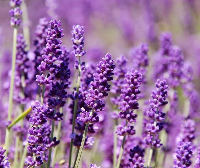 bộ ảnh hoa lavender đẹp làm hình nền - kythuatcanhtac.com