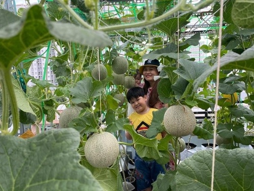 Bầu bí 7 tháng, mẹ Sài Gòn vẫn còng lưng trồng rau sân thượng, thành quả ngoài mong đợi - 10 - kythuatcanhtac.com