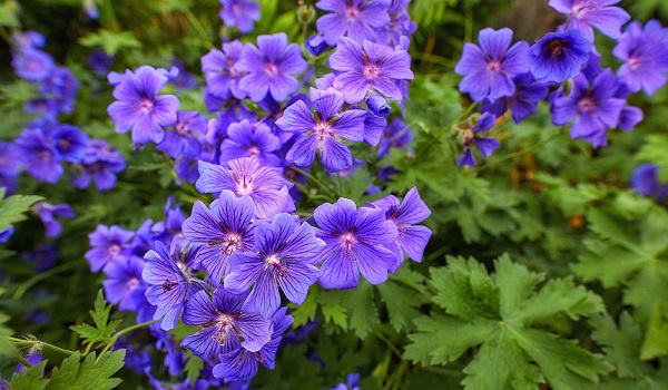 Hoa Phong Lữ Thảo: Đặc điểm, ý nghĩa và cách trồng ra hoa đẹp - 5 - kythuatcanhtac.com