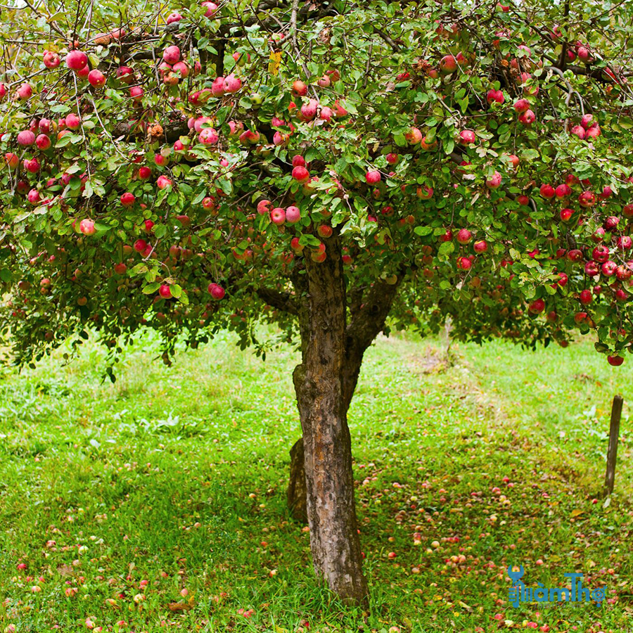 Một số lý do khiến cây táo bị rụng quả sớm - kythuatcanhtac.com