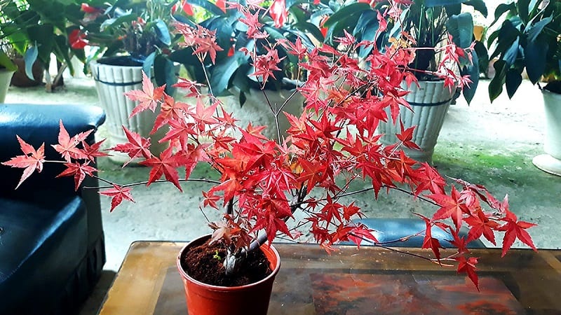 Cây Phong Lá đỏ 7 800x450 - kythuatcanhtac.com