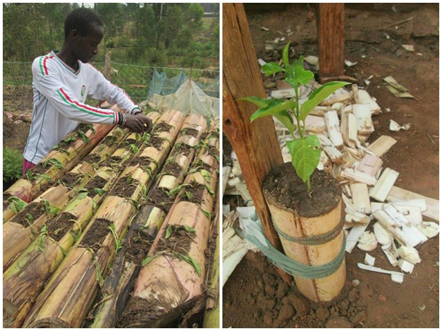 Học người nước ngoài trồng rau trên thân chuối, tiết kiệm diện tích, rau lớn ầm ầm - kythuatcanhtac.com