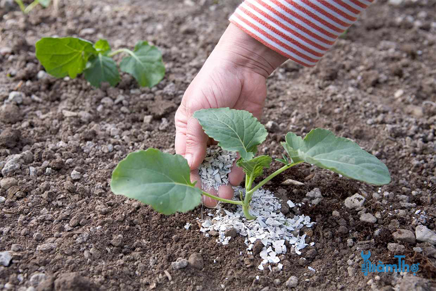 Cách trồng bông cải xanh từ hạt giống thu hoạch thành công - kythuatcanhtac.com