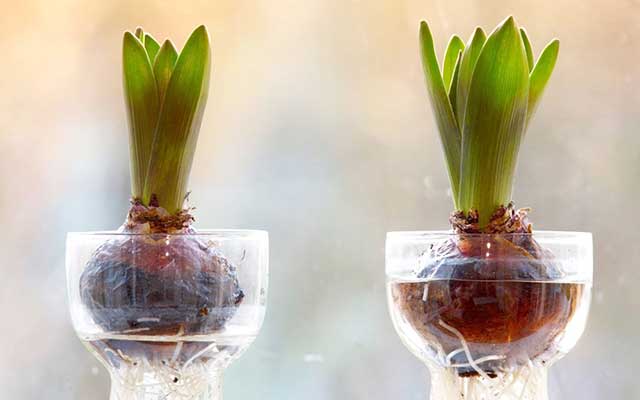 Kỹ thuật trồng hoa tulip trong nước - kythuatcanhtac.com