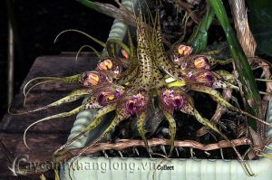 Hình ảnh các loài phong lan lạ và đẹp - kythuatcanhtac.com