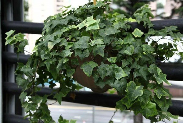 7 cây cảnh hút bụi mịn tốt nhất, giúp thanh lọc không khí nên trồng trong nhà - 1 - kythuatcanhtac.com