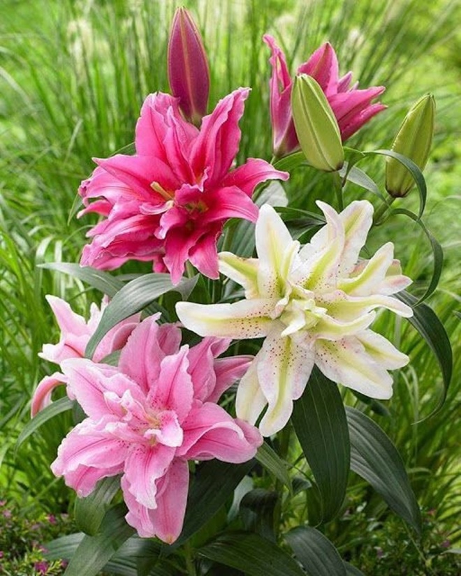3 loại hoa đẹp lớn vùn vụt nhưng càng lùn mới càng xinh, hoa nở chơi nửa tháng - 1 - kythuatcanhtac.com