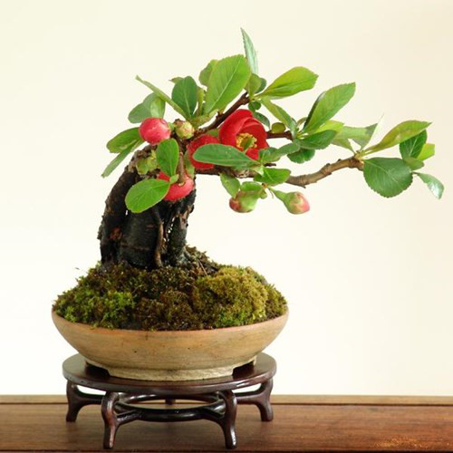cây bonsai - kythuatcanhtac.com