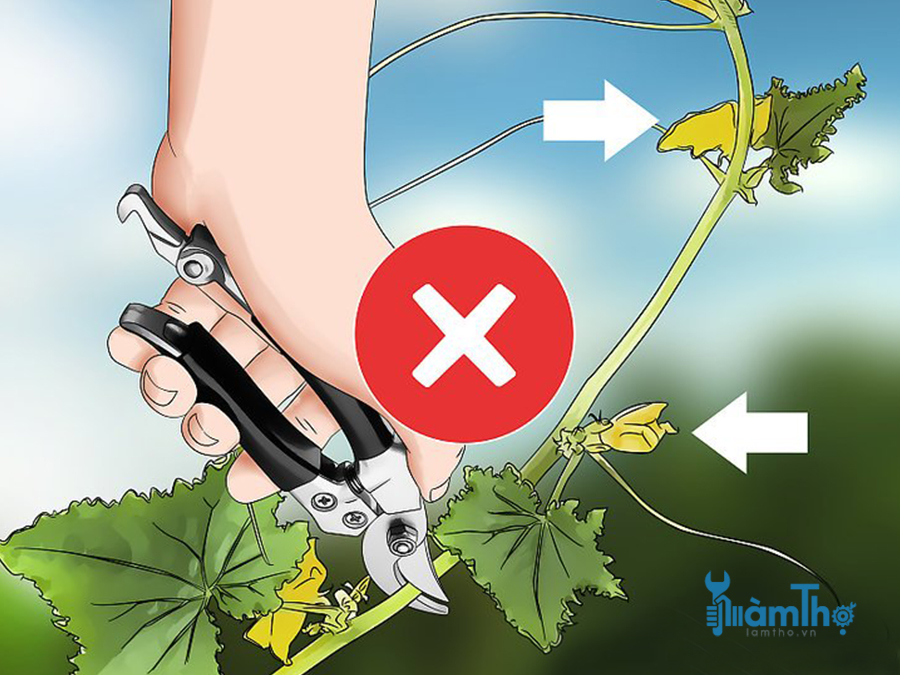 Tránh cắt bỏ lá hoặc hoa của cây. - kythuatcanhtac.com