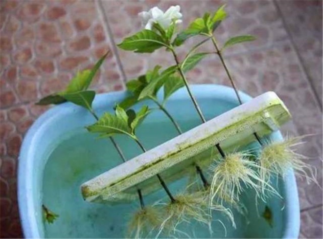 Không cần mua những cây hoa đắt tiền này, cắm một cành vào nước, 10 ngày sẽ ra rễ trắng - 1 - kythuatcanhtac.com