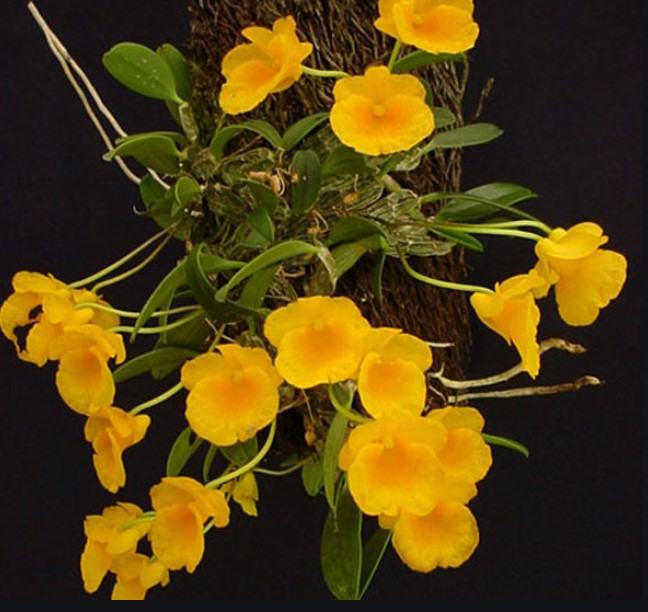 Hoa lan vảy rồng - Nguồn gốc, đặc điểm, cách trồng và chăm sóc hoa lan vảy rồng 22 - kythuatcanhtac.com