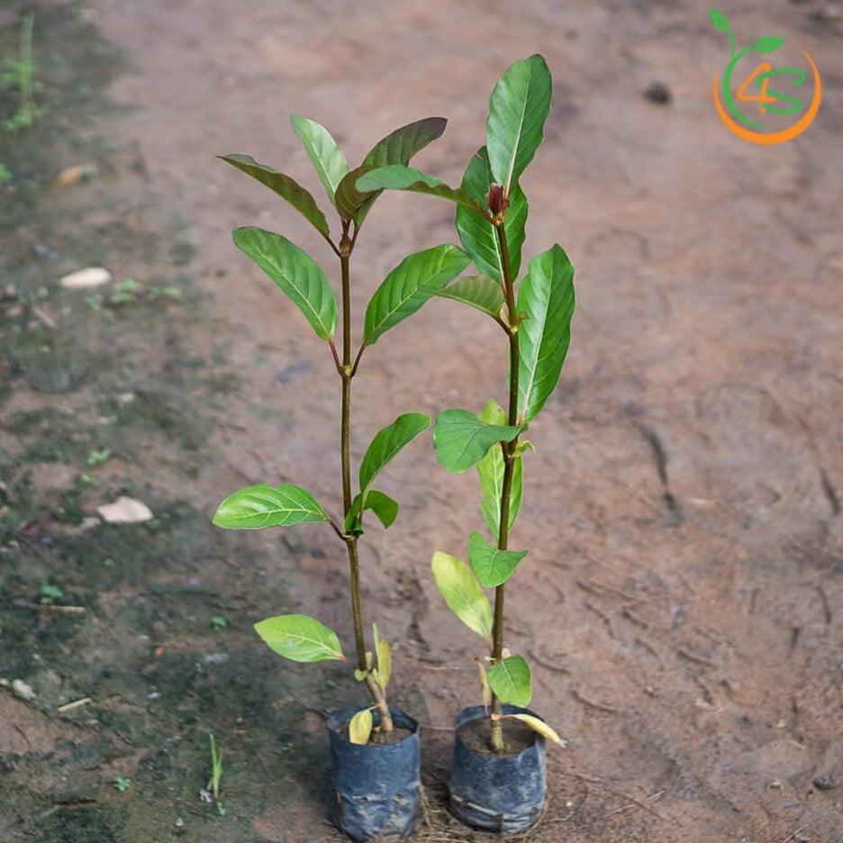 Kỹ thuật gieo trồng và chăm sóc bài bản tạo ra những cây giống tươi tốt nhất - kythuatcanhtac.com