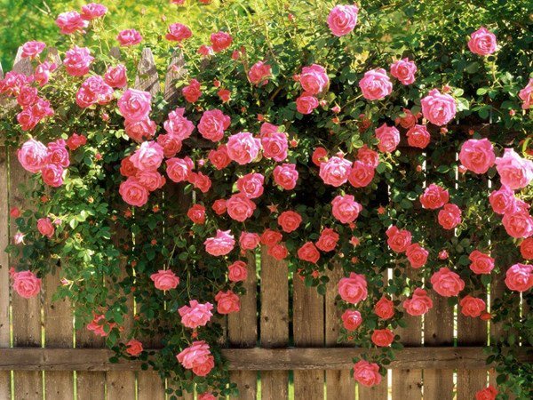 4 loại hoa có mùi thơm nhất, đặt một chậu ở ban công nhà sẽ tỏa hương thoang thoảng - 2 - kythuatcanhtac.com