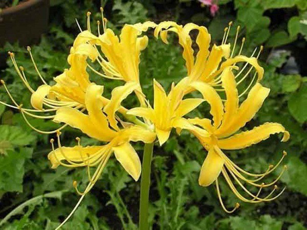 Ý nghĩa hoa Bỉ Ngạn, công dụng và cách trồng giúp hoa nở đẹp - 4 - kythuatcanhtac.com