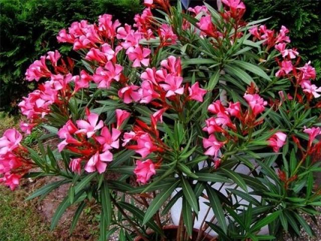 Cây Trúc Đào - Ý nghĩa, cách trồng và chăm sóc cây ra hoa đẹp - kythuatcanhtac.com