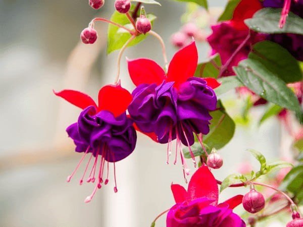 3 loại hoa có thể nở không cần ánh sáng, càng tối hoa càng xum xuê - 1 - kythuatcanhtac.com