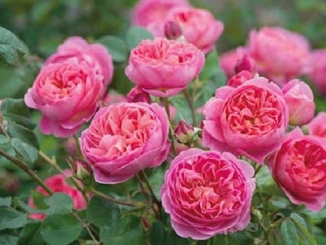 Hoa hồng đẹp nhưng không dễ trồng, tưới nước theo cách này cây sống tốt, cho nhiều hoa - kythuatcanhtac.com