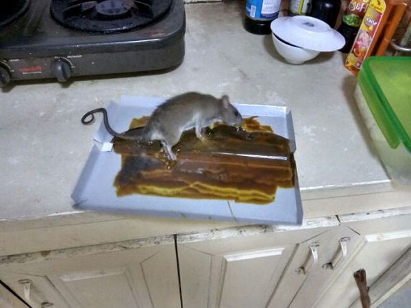 Cách làm bẫy chuột thông minh bằng chai nhựa, thùng sơn đơn giản - 7 - kythuatcanhtac.com