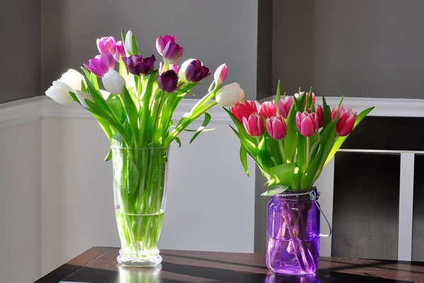 Ý nghĩa hoa Tulip vàng, đỏ, trắng, hồng, tím trong tình yêu và đời sống - 10 - kythuatcanhtac.com