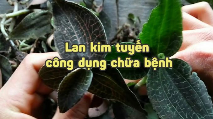 lan kim tuyến - kythuatcanhtac.com