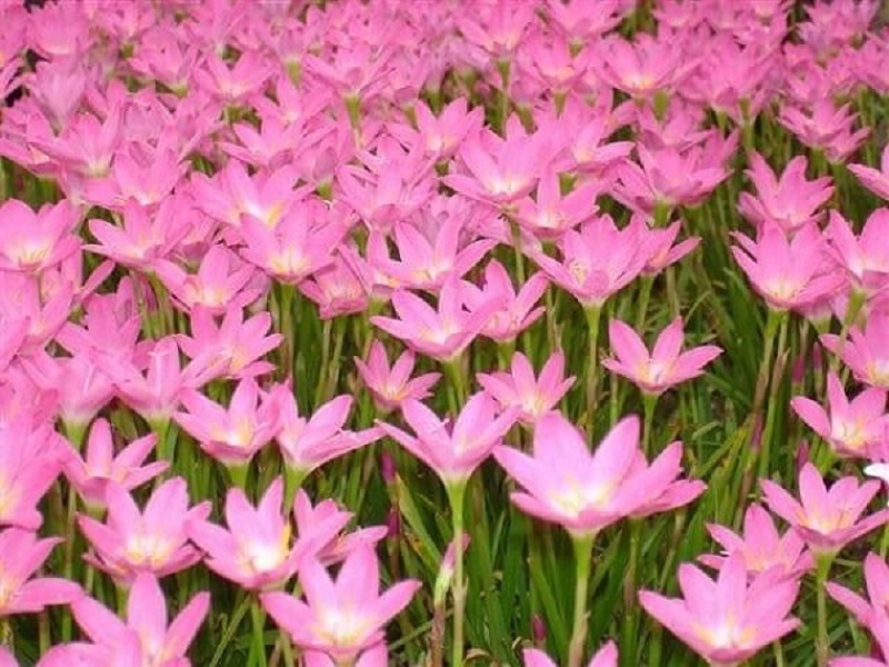 Ý nghĩa các màu hoa Thủy Tiên và cách trồng giúp hoa nở đẹp rực rỡ - 7 - kythuatcanhtac.com