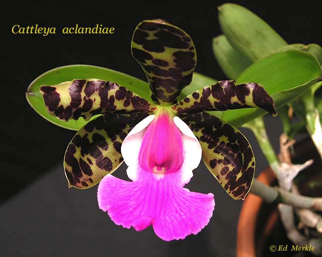 Cattleya aclandiae - kythuatcanhtac.com