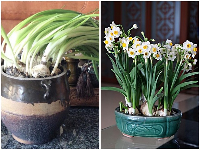 3 loại hoa đẹp lớn vùn vụt nhưng càng lùn mới càng xinh, hoa nở chơi nửa tháng - kythuatcanhtac.com