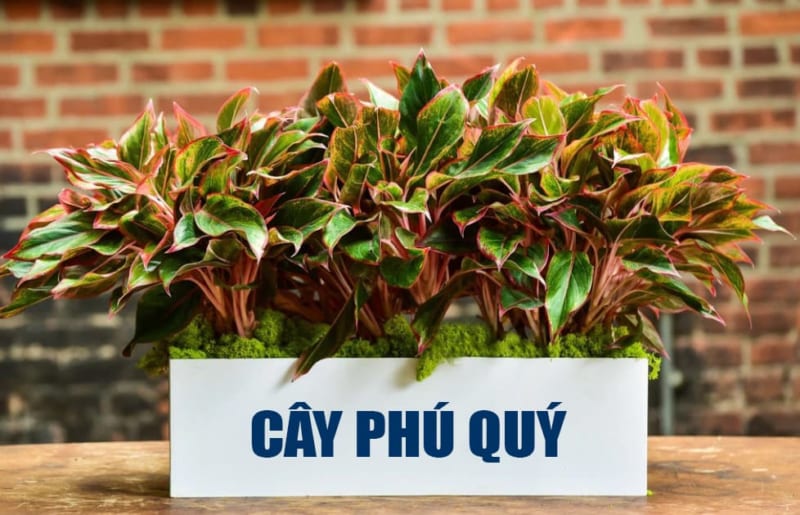 Cay Phu Quy 800x515 - kythuatcanhtac.com