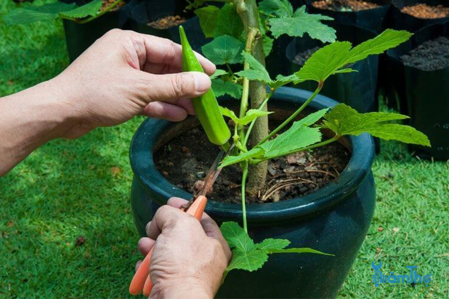 Cách trồng đậu bắp trong chậu - kythuatcanhtac.com