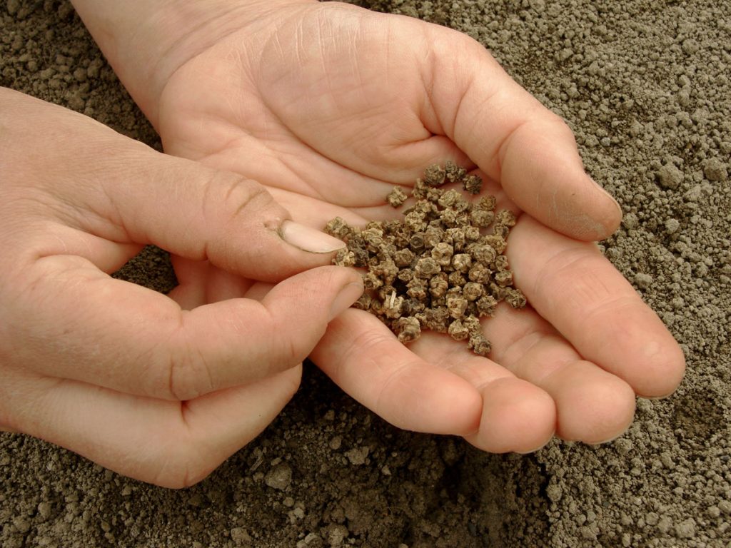 Gieo hạt giống củ dền lên mặt luống, sau đó rắc một lớp đất bột mỏng lên hạt và tưới ẩm - kythuatcanhtac.com
