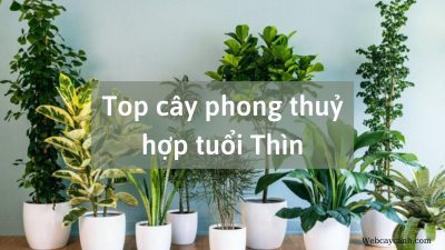 Top cây phong thủy hợp tuổi Thìn - kythuatcanhtac.com