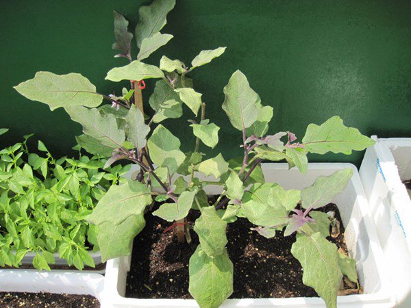 Cách trồng cà tím trong thùng xốp đơn giản tại nhà, quan trọng nhất là phải chú ý nhiệt độ - 1 - kythuatcanhtac.com