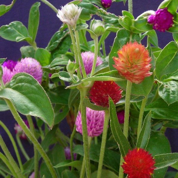 3 loại cây hoa đẹp lạ trồng được tất cả các mùa, người mới tập trồng nên thử vài chậu - 4 - kythuatcanhtac.com